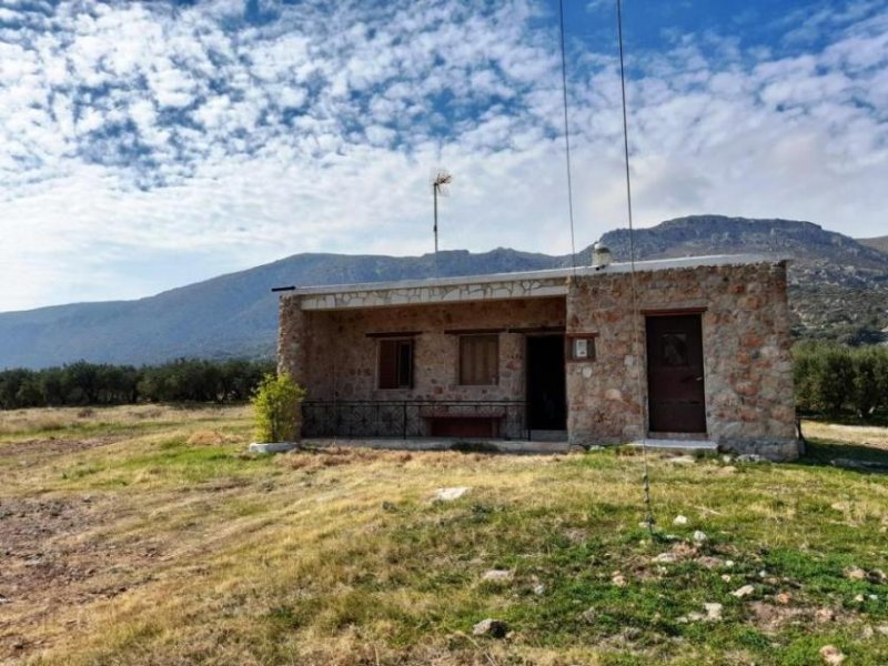 Zakros Ostkreta, Zakros: Baugrundstück mit zwei kleinen Häusern und Olivenbäumen zu verkaufen Haus kaufen